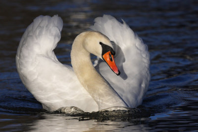 Mute Swan - Portrait