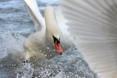 Mute Swan - Fighting