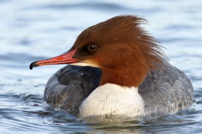 Goosander, female