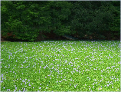 water lily pond / with lilacs?