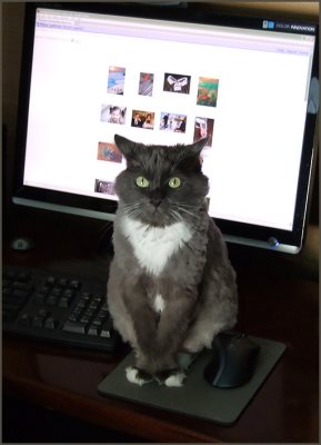 cat and mouse