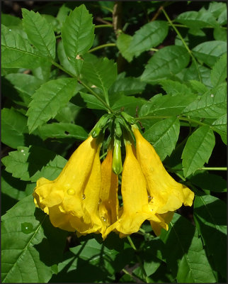 mellow yellow