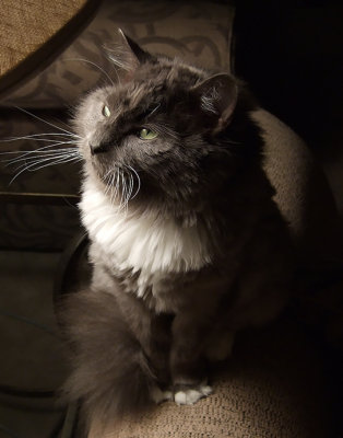 ella profile
