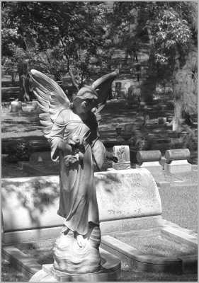 angel in the shadows