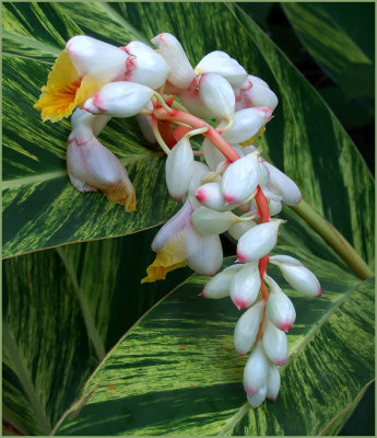 banana palm bloom