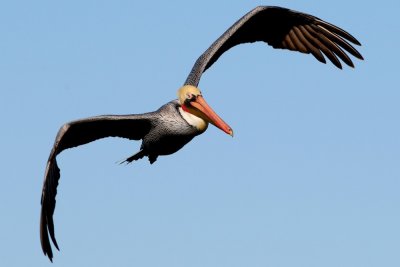 Pelicans