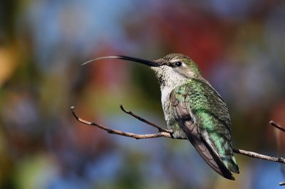 Hummingbird Tongue