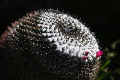 Cactus