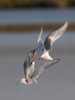 Terns