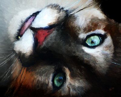 coug 8x10 08.jpg