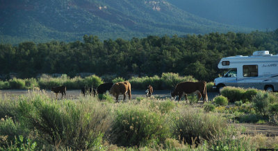 Campground cattle