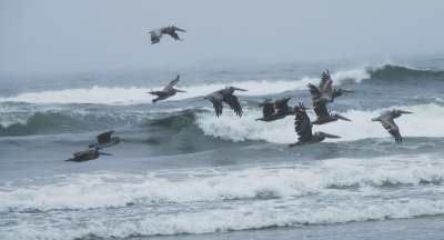 Pelicans at Arcadia Beach, Oregon... 20090812_4307