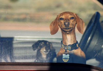 Final picture of the hike: guard dogs in the parking lot