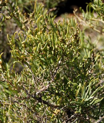 This was by far the most prevalent type of vegetation in the area