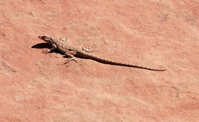 Lizard---one of many seen today