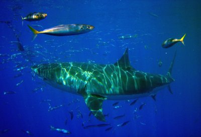  Great White Shark, Guadalupe Island