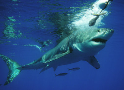  Great White Shark, Guadalupe Island