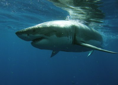  Great White Shark, Guadalupe Island