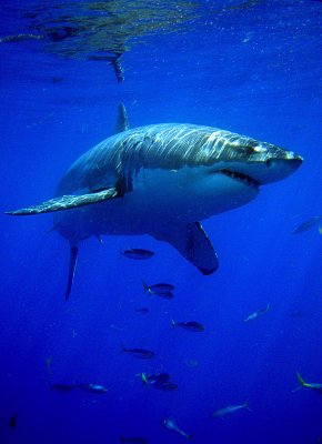  Great White Shark, Guadalupe Island