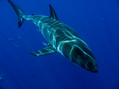  Great White Shark, Guadalupe Island