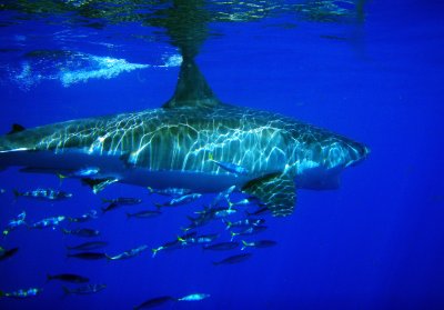  Great White Shark, Guadalupe Island