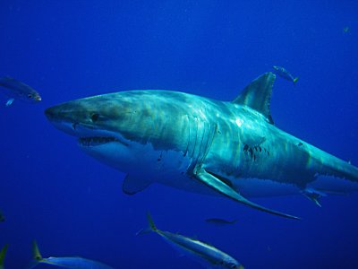  Great White Shark, Guadalupe Island