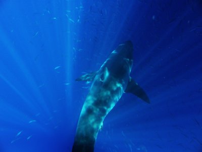  Great White Shark, Guadalupe Island