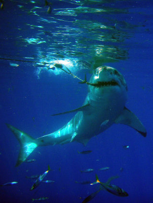  Great White Shark, Guadalupe Island