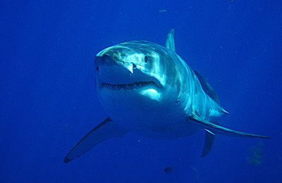  Great White Shark, Guadalupe Island