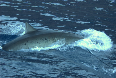  Great White Shark, Guadalupe Island