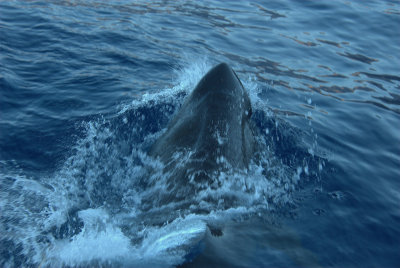  Great White Shark, Guadalupe Island