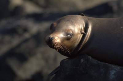 Sea Lion , Guadalupe Island