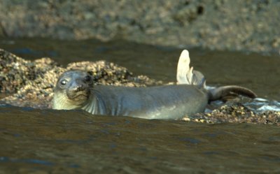  Northern Elephant Seal, Guadalupe Island