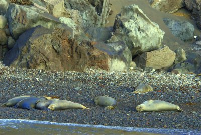  Northern Elephant Seals, Guadalupe Island