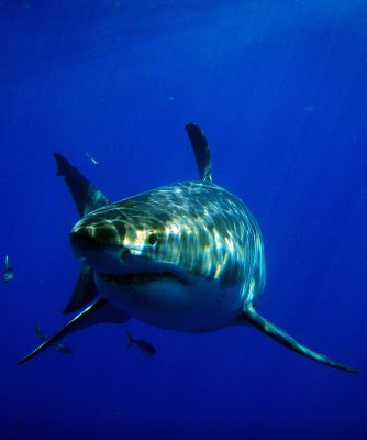 great_white_sharks__of_guadalupe