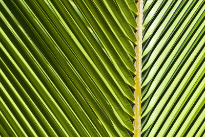 Palm leave