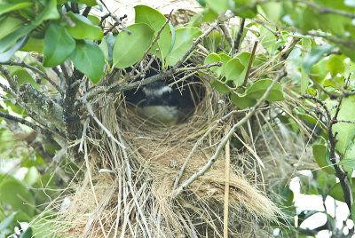 Great Kiskadee inside nest