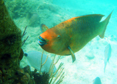 Rainbow Parrot fish