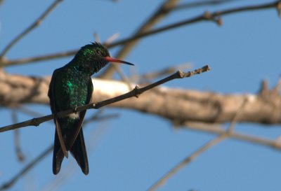 Broad-Billed hummingbird
