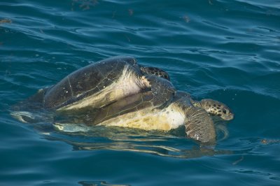 Green Turtle mating