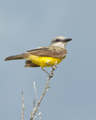 Tropical Kingbird