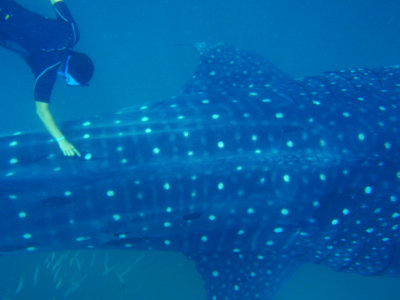 Whale Shark with oil spots  
