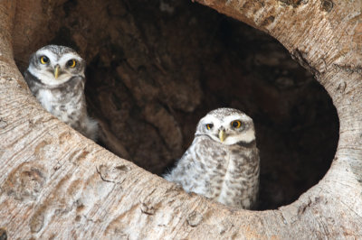 Spotted Owlet, Kanha NP