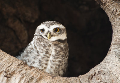 Spotted Owlet  , Kanha NP