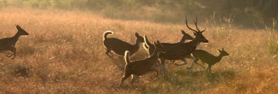 Spotted Deers , Kanha  NP
