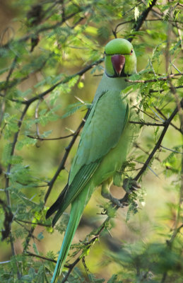  Rose-Ringed Parakeet , Bharatpur