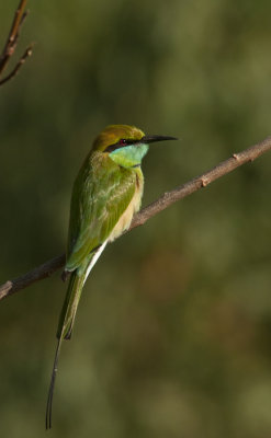 Green Beeeater ,Bandhavgarh