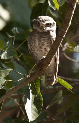 Spotted Owlet , Kanha NP