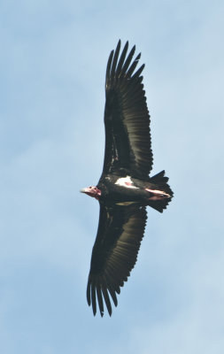 Red Headed Vulture ,   Bandhavgarh NP