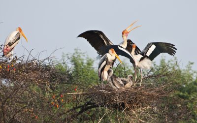 Painted Storks on nest , Bharatpur